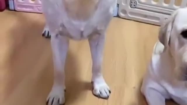 You will get STOMACH ACHE FROM LAUGHING SO HARD🐶Funny Dog Videos #Short 53