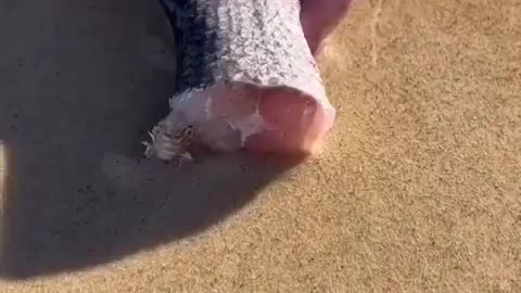 Australia Sand Worm