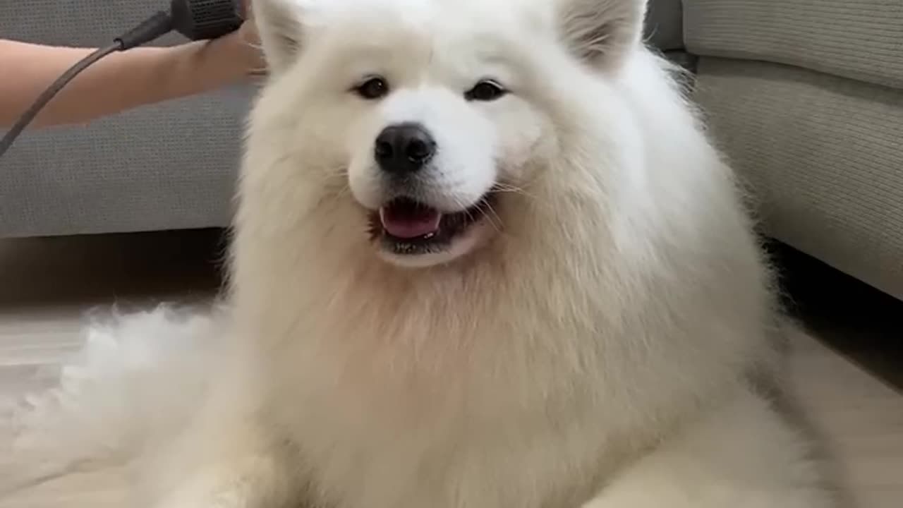 Cute Puppy 🐶