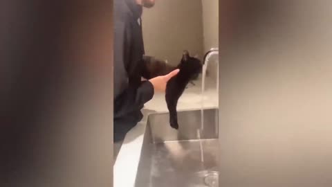 Funny cats and dogs funniest animals funny video of pets❤️🐶I