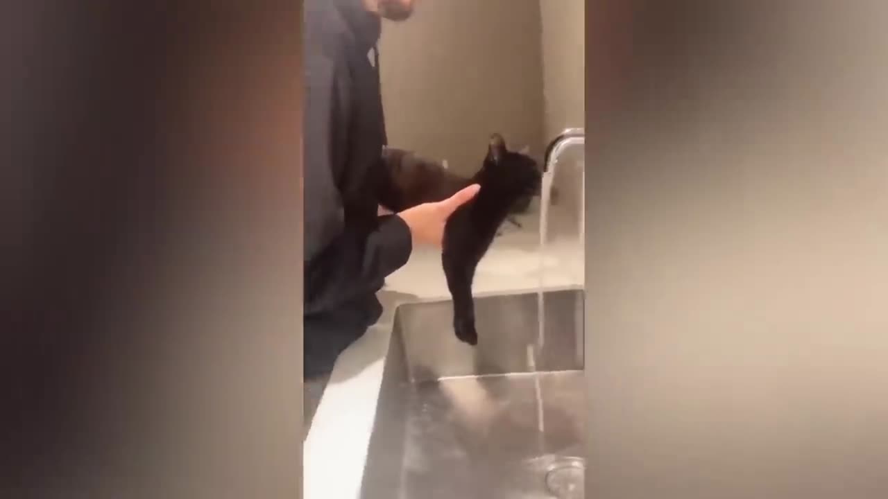 Funny cats and dogs funniest animals funny video of pets❤️🐶I