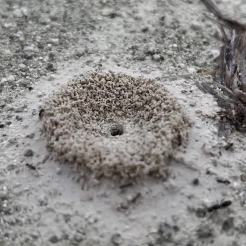 WILDLIFE IS COOL Ep.4