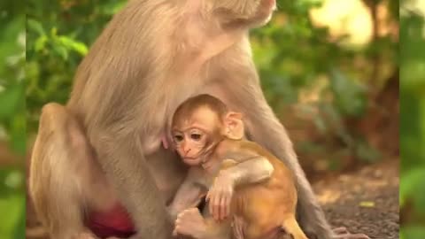 monkey_and_dog_funny_video_l _funny_animals_