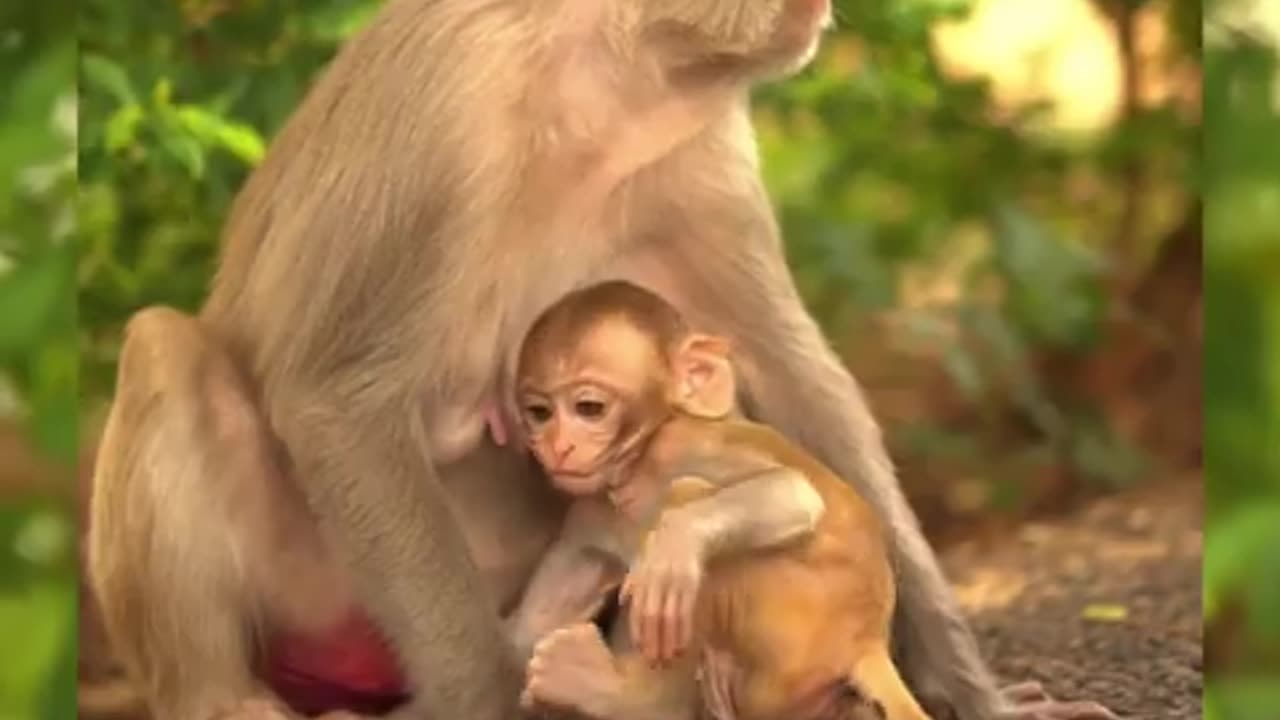 monkey_and_dog_funny_video_l _funny_animals_