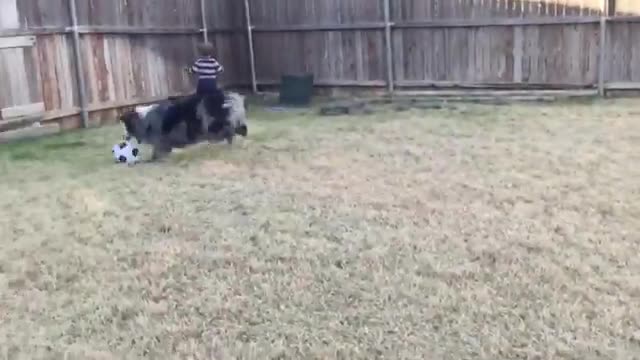 Babies making fun with pets