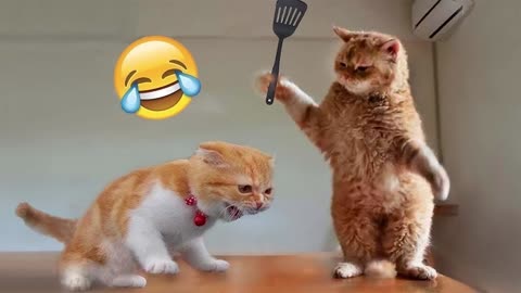 Funniest Animals 2023😂 Best cat videos for a good mood! 😻