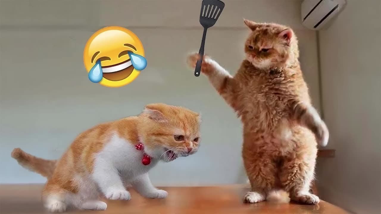 Funniest Animals 2023😂 Best cat videos for a good mood! 😻