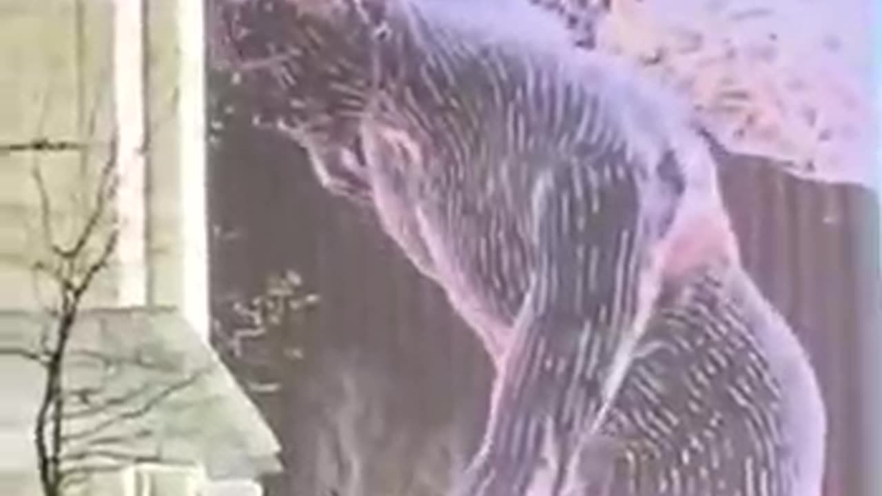 hologram, fallen angel