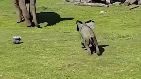 Funny baby elephant #