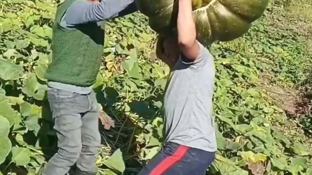 Enjoy beautiful nature life with giant pumpkin