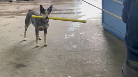 Dog Makes a Base Hit Up the Middle