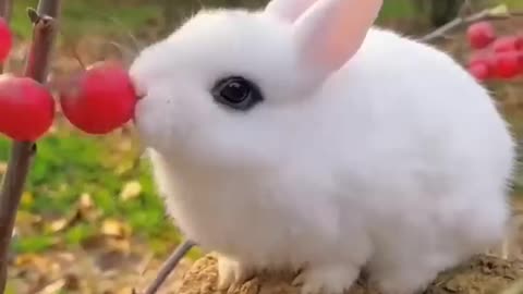 A cute animal rabbit and cat