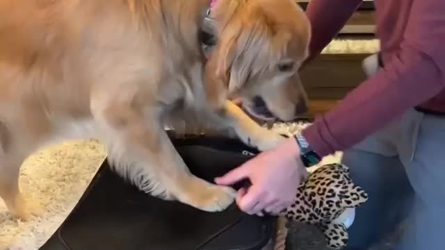 Dog is help woner