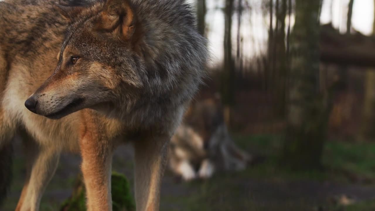 adorable wolf with resolution 1080p