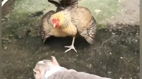 Chicken vs dog