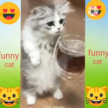 Funny animal video