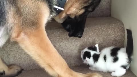 Helpful Pup Carries Foster Kittens Upstairs