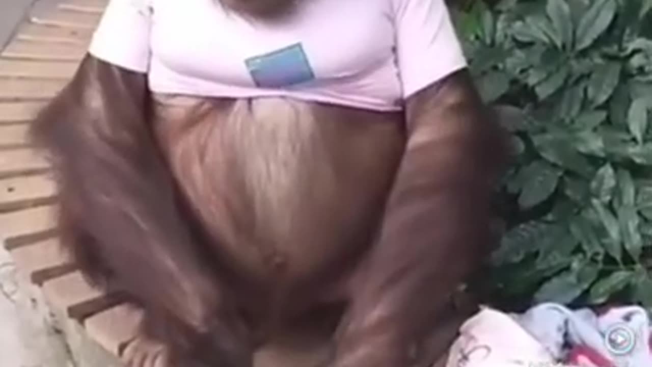 funny monkey video