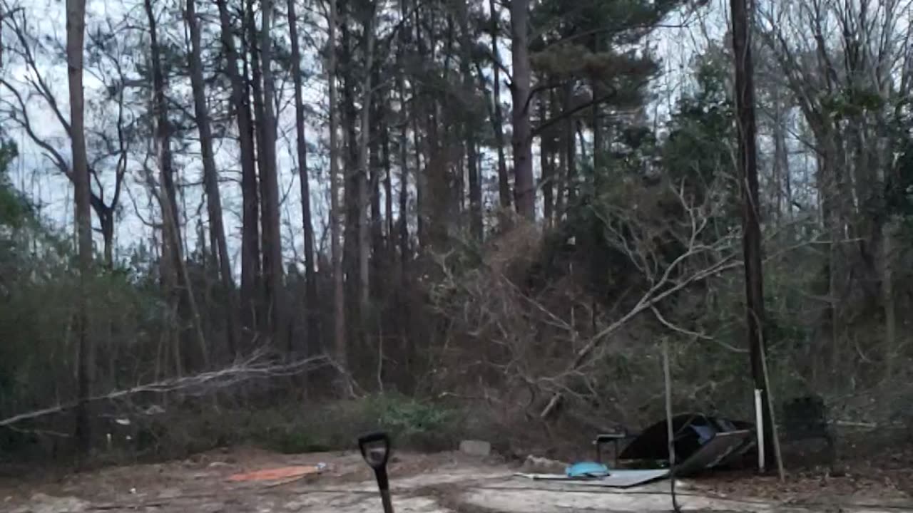 Tree taking in slow motion