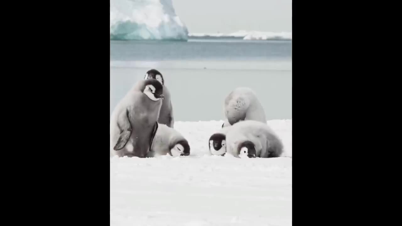 Cute Baby Animals Videos Compilation | Funny and Cute Moment of the Animals #2 - Cutest Animals