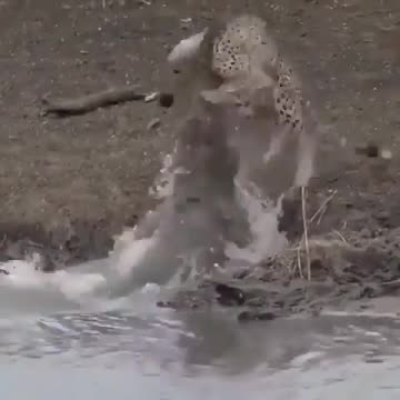 Curiosity Cheetah gets too close to the water