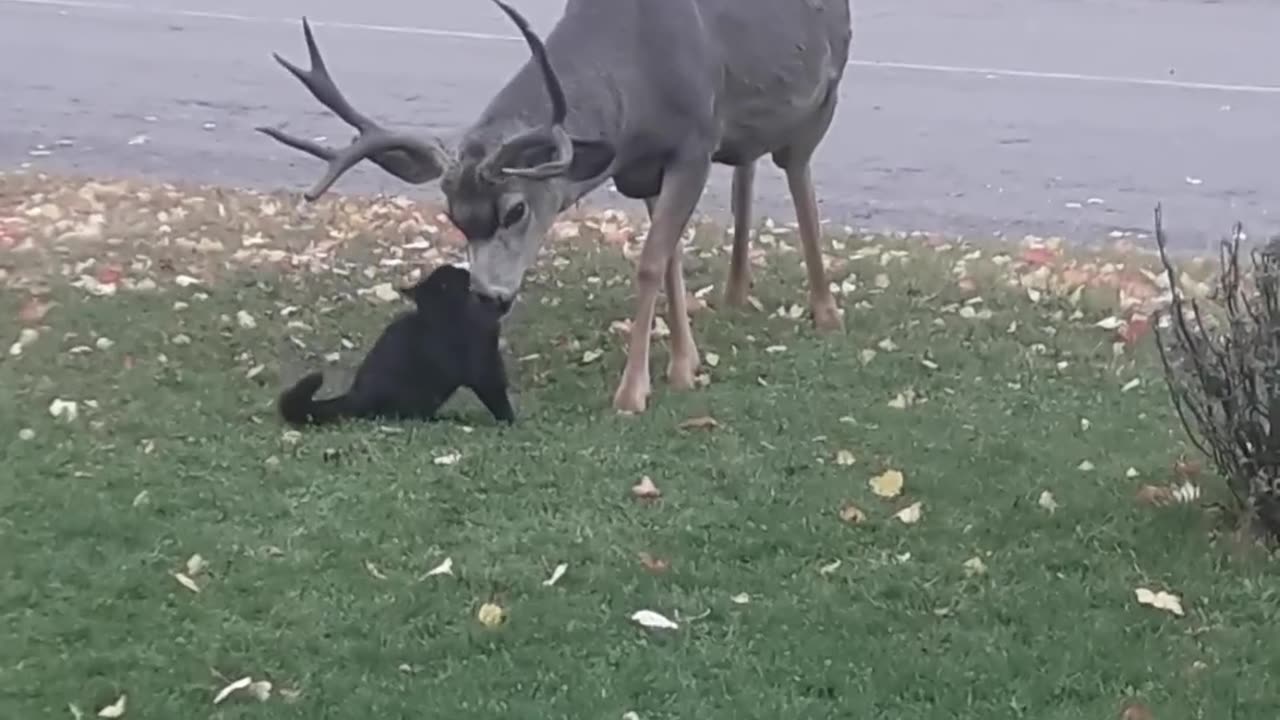 Cat Has no Fear While Messing with Deer