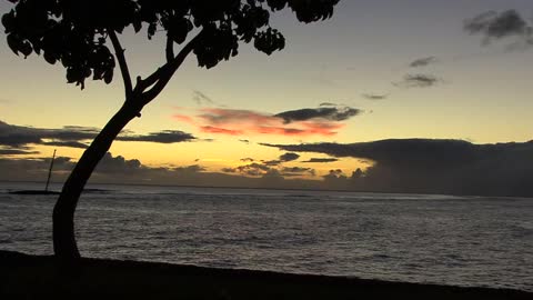 Maui after sunset with a tree