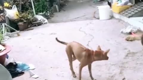 This dog has done the best dance