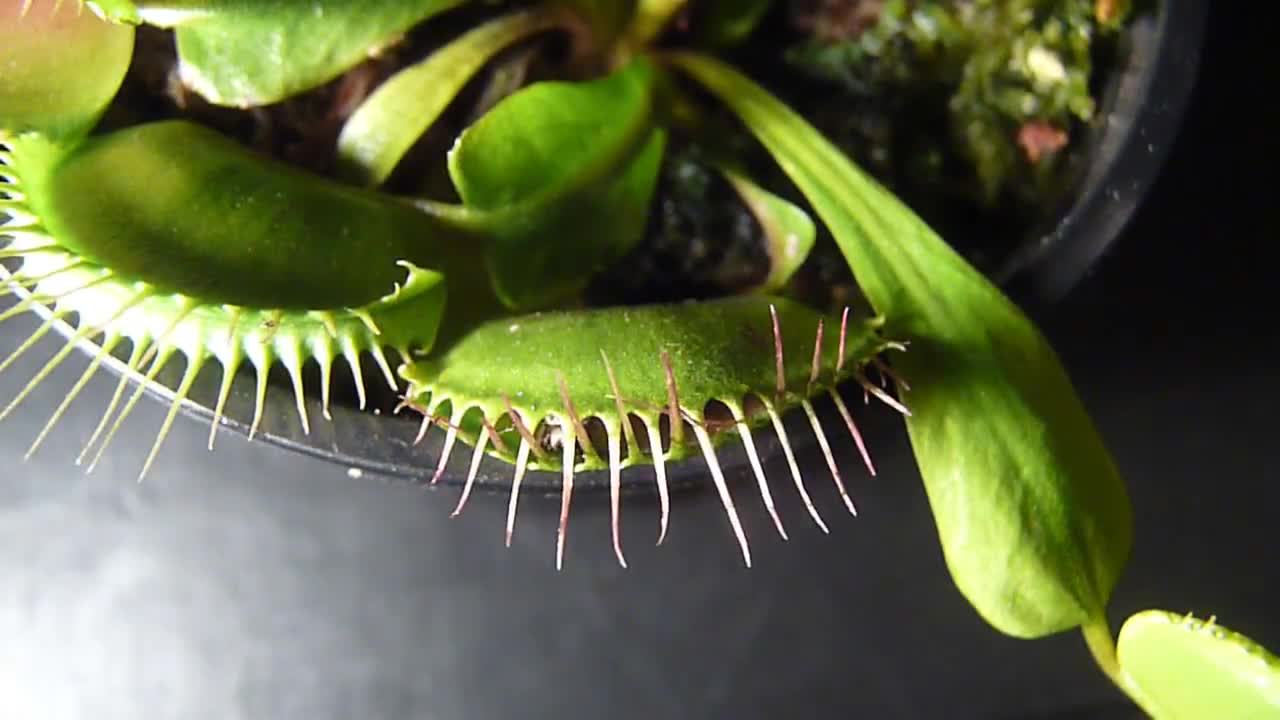 Venus Flytrap Catches Fly