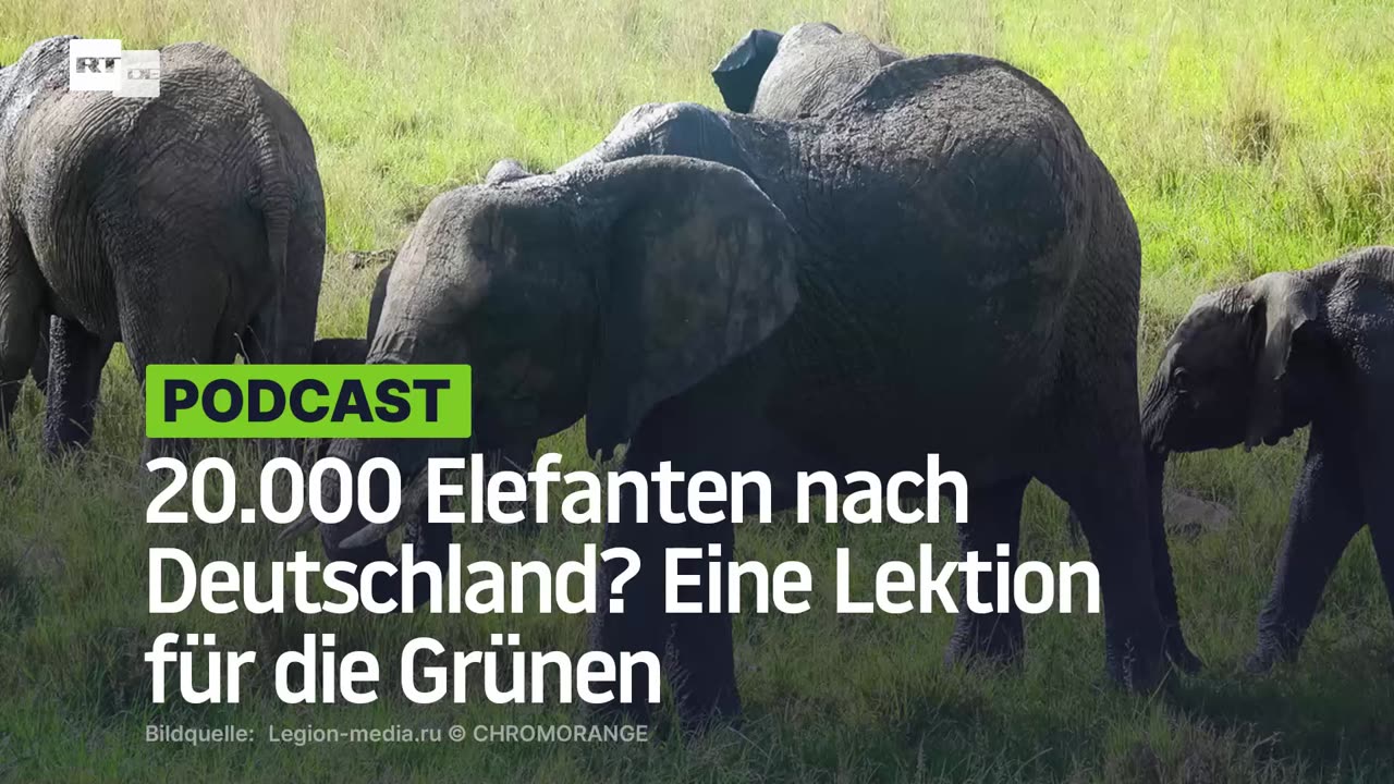 20.000 Elefanten nach Deutschland? Eine Lektion für die Grünen