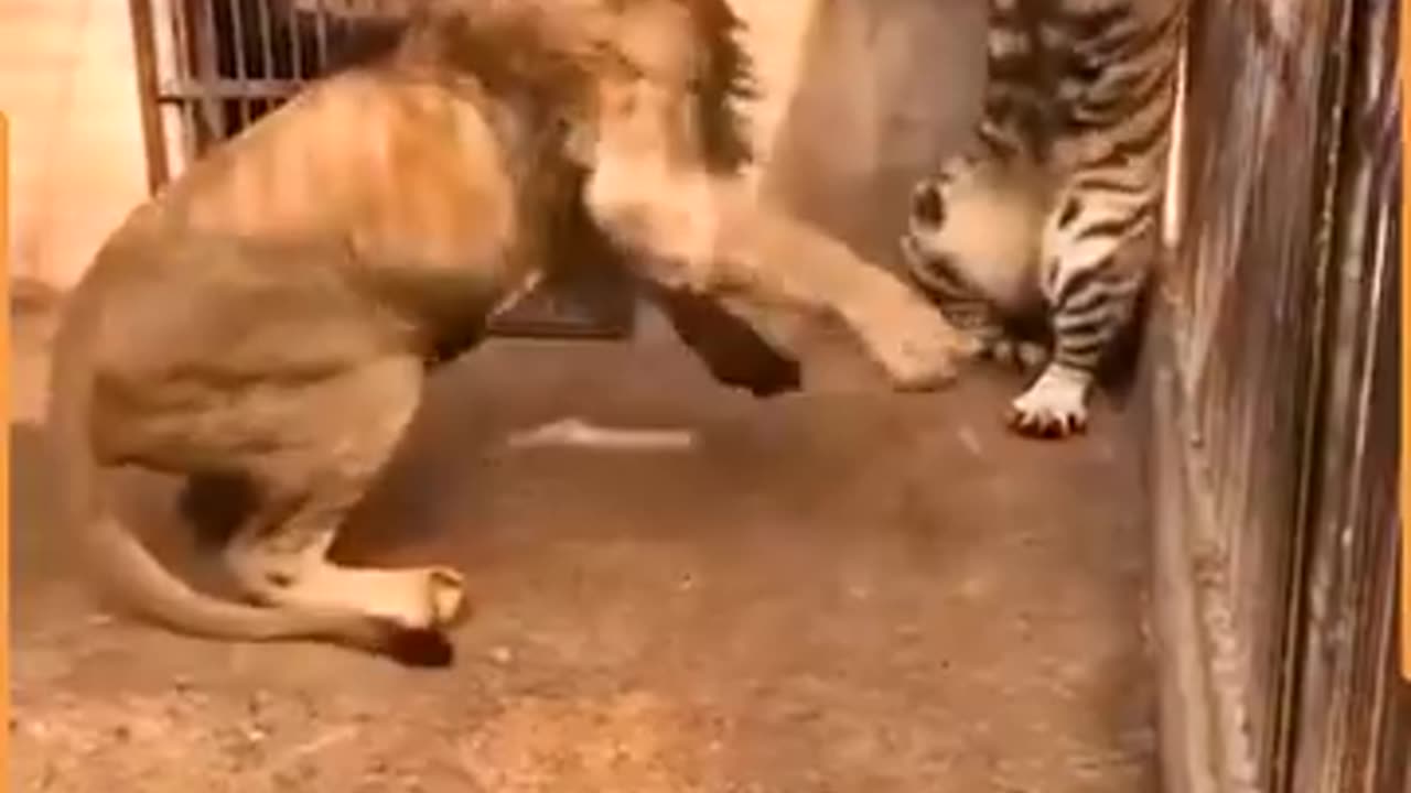 Wild animals
