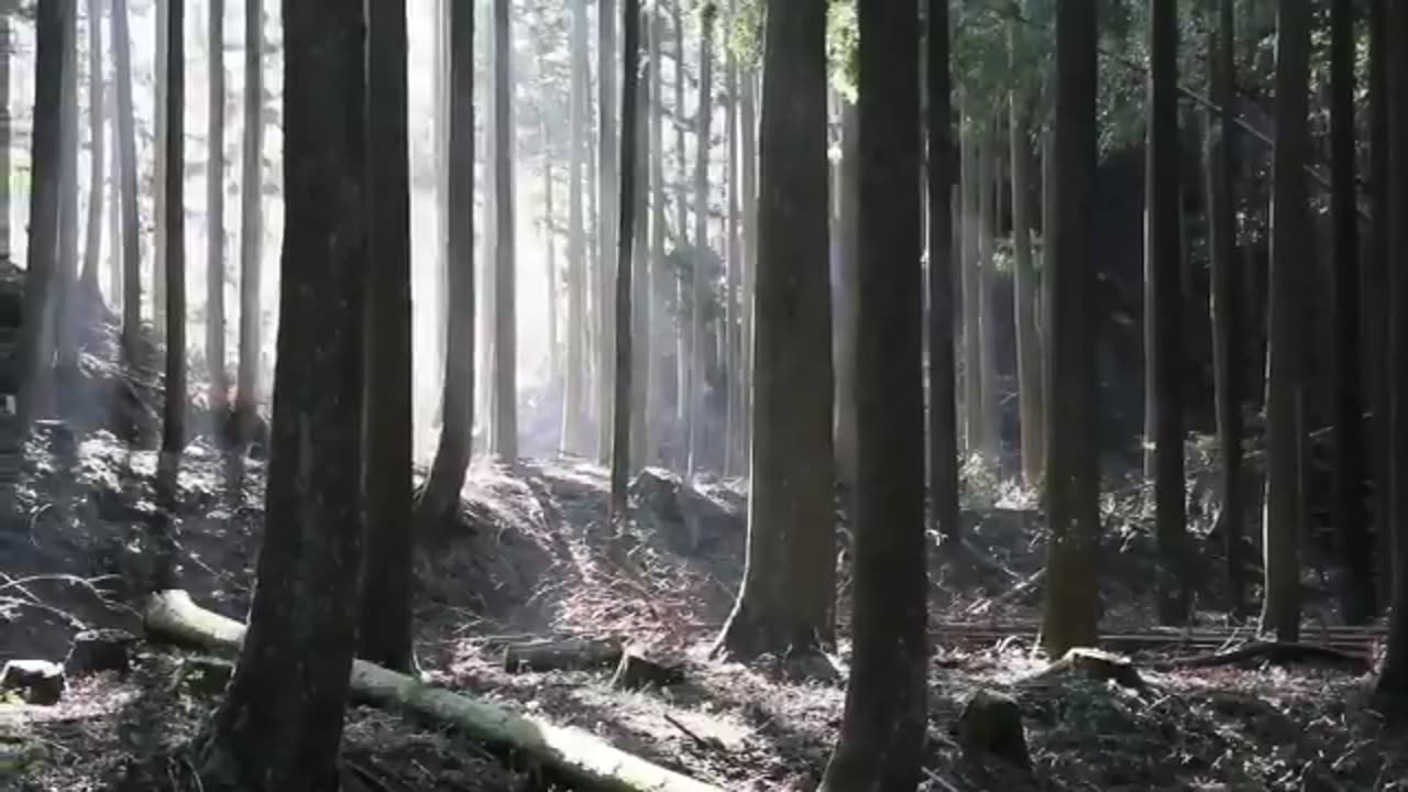 Enormous xylophone in the woods of Kyushu, Japan plays a Bach tune