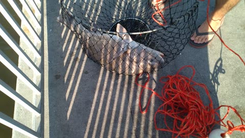 Guy caught a Nice black drum