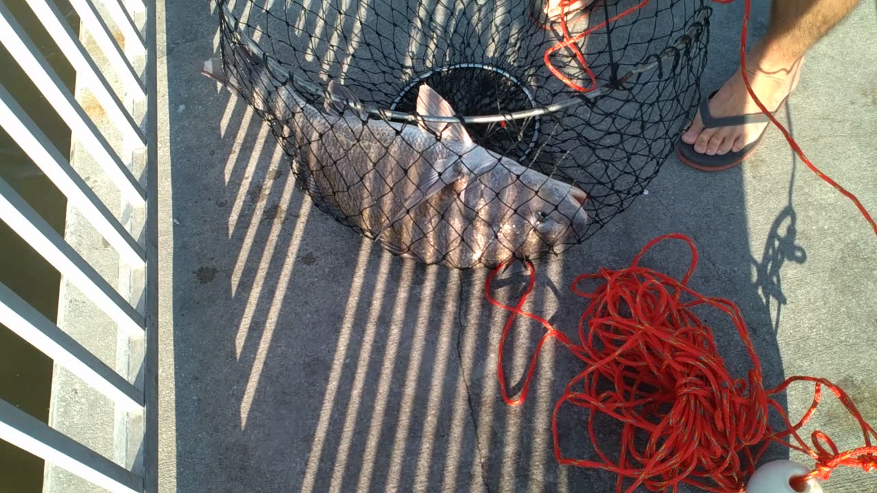 Guy caught a Nice black drum