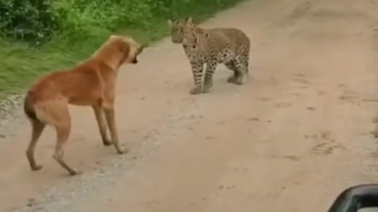 "Terrifying Leopard Encounter: Dog's Brave Standoff"