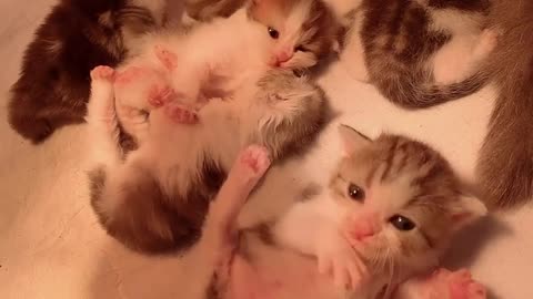 Kitty mother cat raising kittens