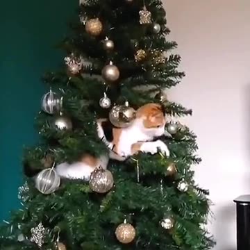 Meow-y Christmas! This ornament just got a whole lot cuter 🎄😻