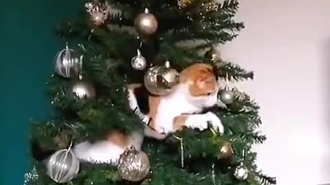 Meow-y Christmas! This ornament just got a whole lot cuter 🎄😻