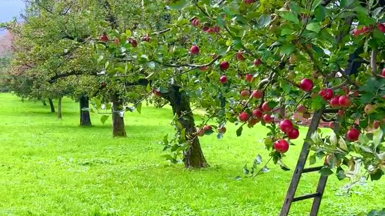 Wow apples trees