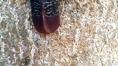 Red-shouldered bug video clips.