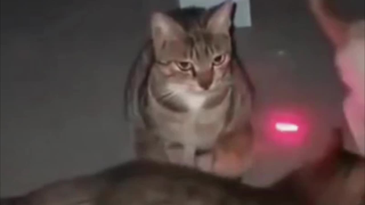 Gato se muestra totalmente indiferente a seguir una luz láser