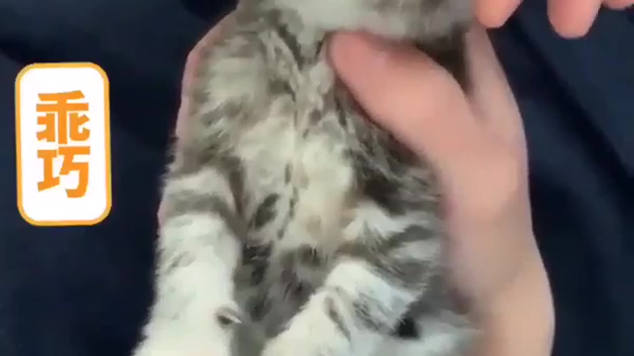 Kitty Massage Wiggles