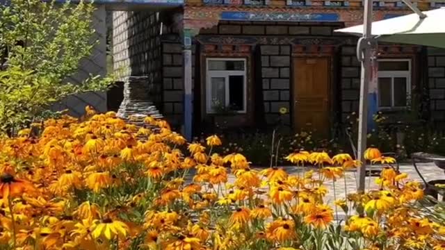 sea of flowers in front of the house