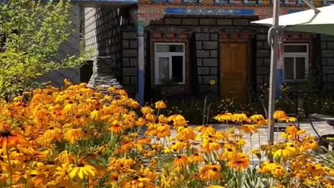 sea of flowers in front of the house