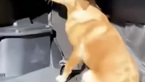 Cute and Funny Animal Video😂 Funniest Viral Puppy Cat Clips😹 #shorts video #funny animals #cats