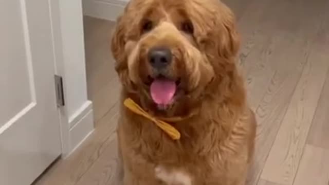 Cute baby dog video