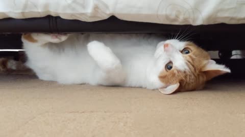 Crazy Cat Under The Bed