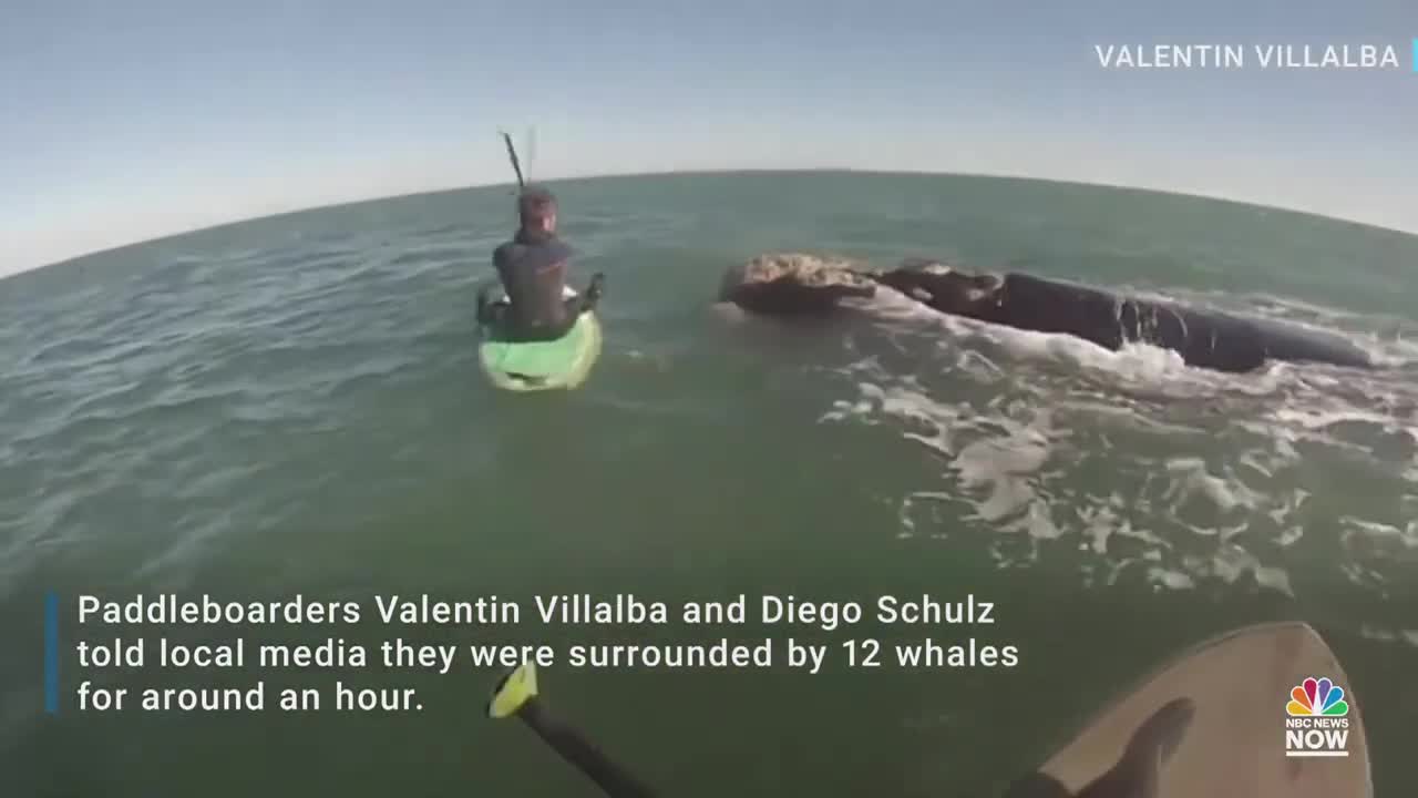 Watch: Whales Swim Alongside Paddleboarders In Argentina