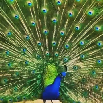 Super dancer peocock