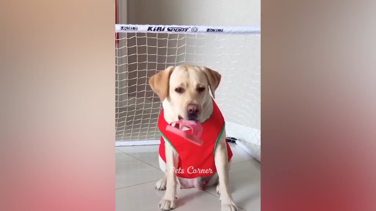 Funniest Animals 2023 π Best Funny Cats and Dogs πΊπΆ Part 1 Pet Elements